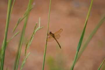 A dragonfly on a reed