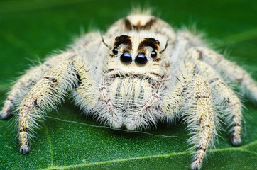 jumping spider on leaf.