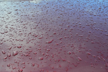 
Morning drops after the rain!