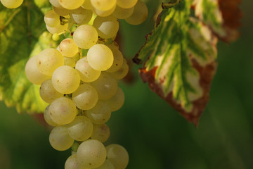 Grapes in Vineyard, Autumn, Suedbaden, Germany