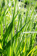 Naklejka premium Gras im Frühling