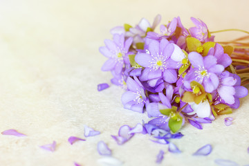 Violet Spring flowers background with copy space