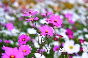 Fototapeta premium 三光のコスモス