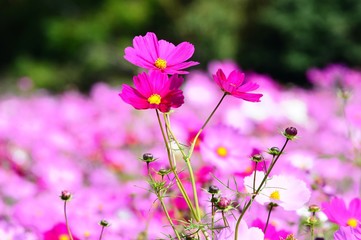 三光のコスモス