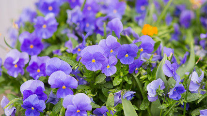 purple flowers with drops of dew.