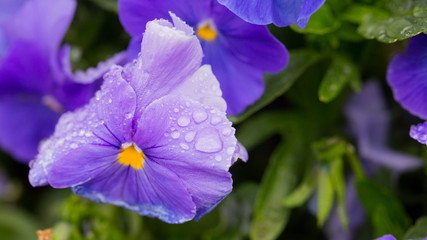 purple flowers with drops of dew.