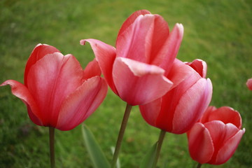 Beautiful tulips - obrazy, fototapety, plakaty