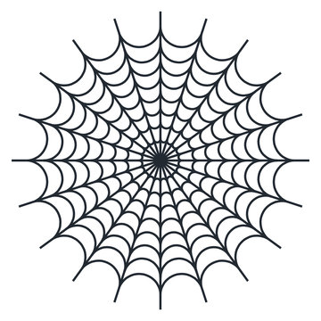 Spider web - Cobweb vector  on white background - illustration
