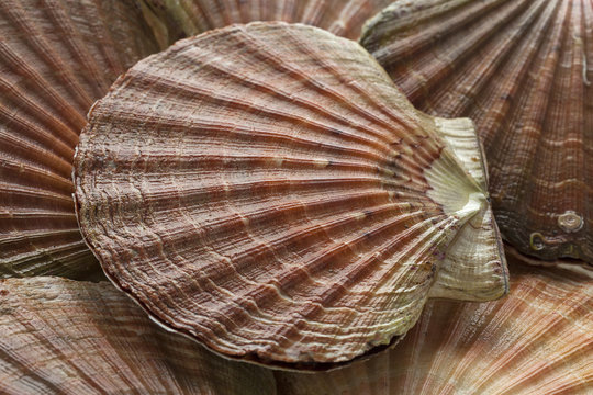  Fresh raw scallops on ice