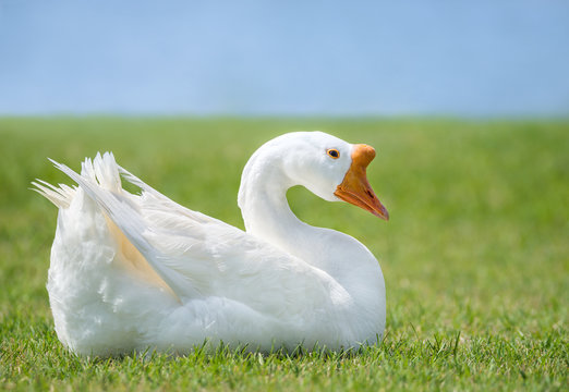 White Chinese Goose also known as Swan Goose (Anser cygnoides) sitting in green grass by lake