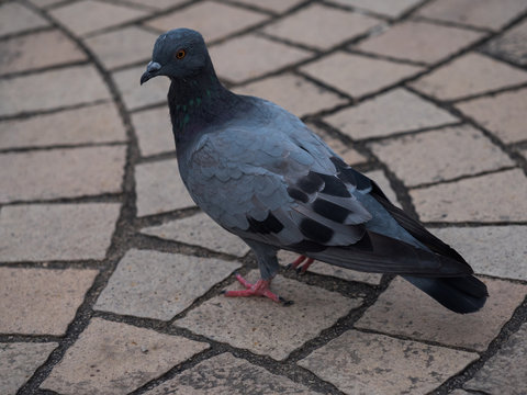 A pigeon standing on ground