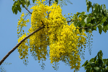 Golden Shower Tree