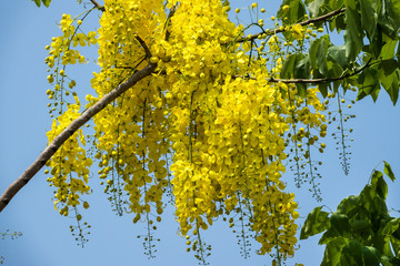 Golden Shower Tree