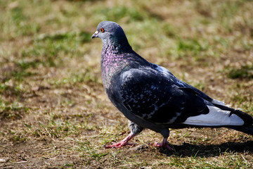 Dove walking on the grass.