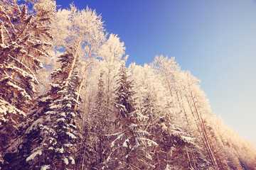 nature landscape winter forest frosted