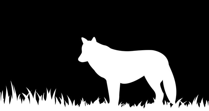 Silhouette of wolf in the grass.