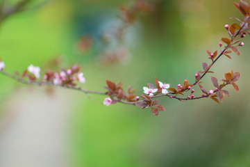 Knospen im Frühling