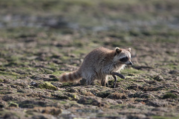 Fototapeta premium Raccoon