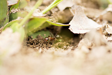 Red ant emerging from nest
