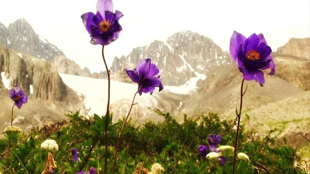 Blue aquilegia flowers swaying in the wind on the back of high rocky mountains
