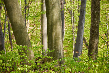 Naklejka premium Forest of beech trees