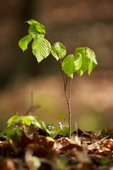Baby beech tree in the forest