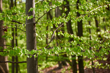 Forest of beech trees