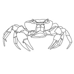 Vector illustration of a crab. Logo, graphics, seafood. Marine reptile.