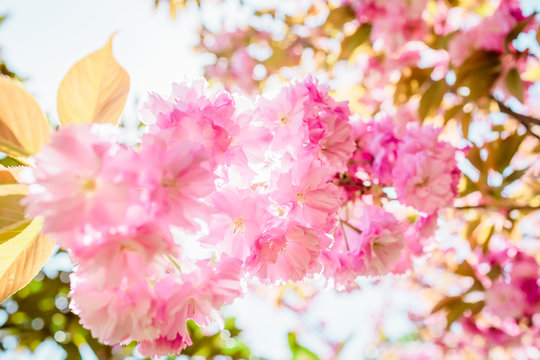Sakura tree with flowers. Beautiful spring pink flowers on cherry tree in park.