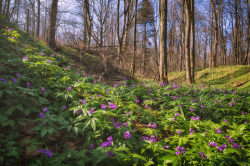 Many purple flowers in a spring oak forest