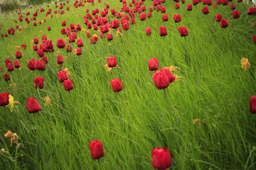 Fototapeta premium Beautiful tulips