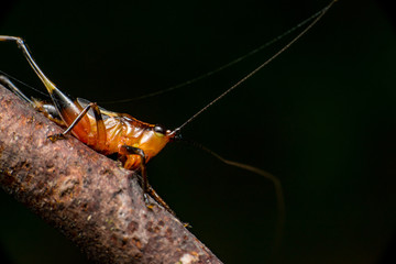 Orange, black bush-crickets or katydids (Arthropoda: Insecta: Coleoptera: Dryophthoridae: Conocephalus melanus) stay still on a tree branch isolated with dark black background