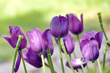 tulipani piantati nel campo, composizione floreale