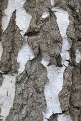 closeup of bark on very old birch tree