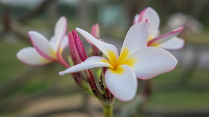 Close-up tropical  frangipani flower, plumeria flower