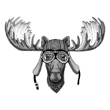 Moose, elk Hand drawn image of animal wearing motorcycle helmet for t-shirt, tattoo, emblem, badge, logo, patch