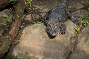 A scary crocodile walking on a rock near the water with a tree and leaves.