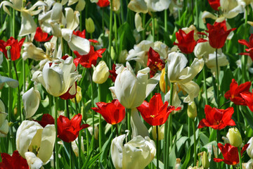 tulipani piantati nel campo, composizione floreale