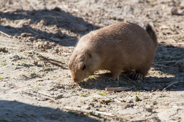 A prairie dog in the dirt eating some grass