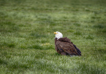 Bald Eagle sitting in a grassy field in Northern Nevada.