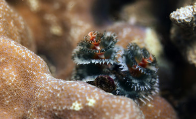 christmas tree worm 