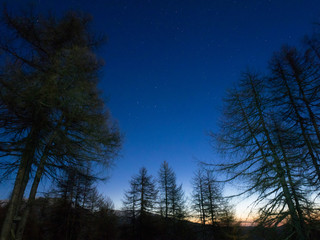 Cielo stellato all'alba nella foresta