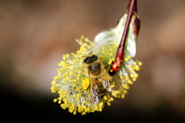 Biene bestäubt Weidenkätzchen, Natur, Insekten 