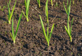 new green onion seedlings