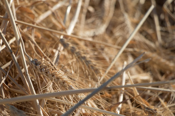 Hay Close Up