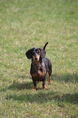 dackel auf einem feld