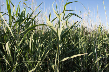 Obraz premium Cane