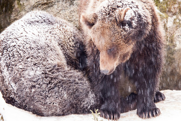 der Braunbär