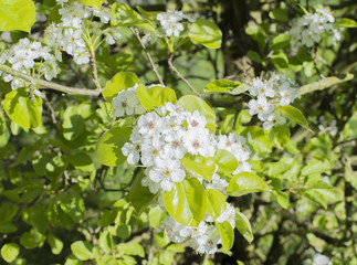 Weißdornbaumblüte sind eine Gattung von kleinen Bäumen der Kernobstgewächse
