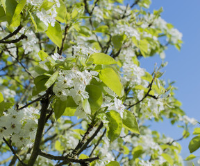 Weißdornbaumblüte